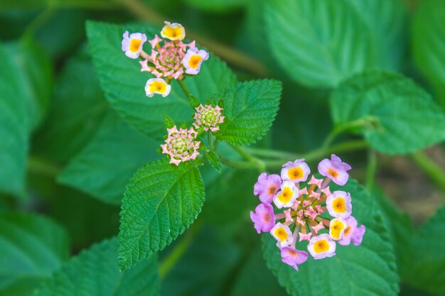 Tela de oro o Lantana camara flor en el jardín