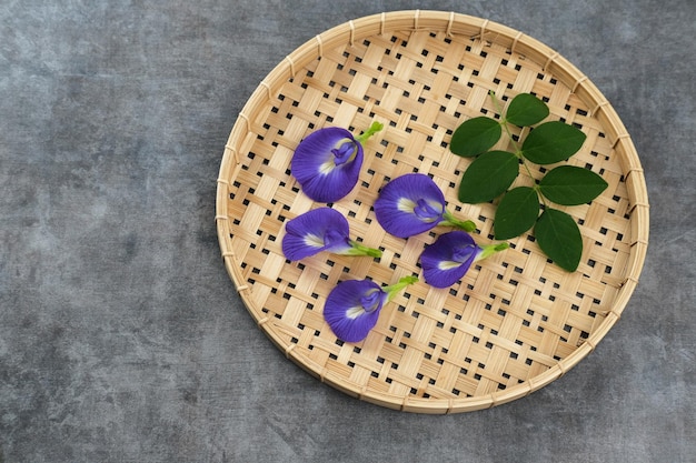 Telang Flower Bunga Telang Clitoria ternatea ist eine Rebe, die normalerweise in Gärten oder Wäldern zu finden ist