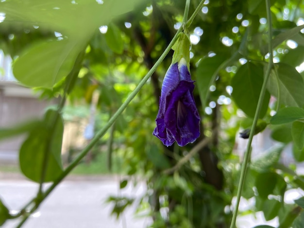 Telang Flower Bunga Telang Clitoria ternatea ist eine Rebe, die normalerweise in Gärten oder Waldrändern zu finden ist und viele gesundheitliche Vorteile hat