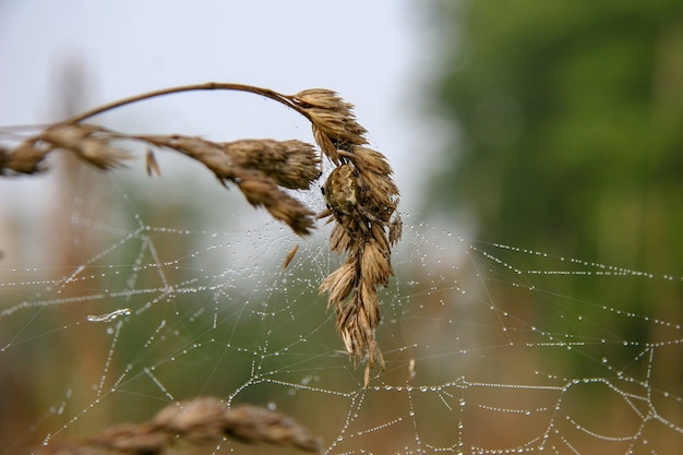 Telaraña con araña en espiguilla