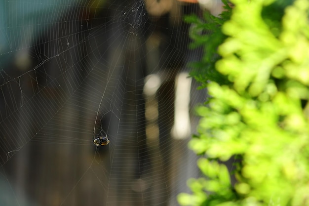 Foto una telaraña con una araña víctima envuelta en hilos un insecto envuelto que quedó atrapado en la red