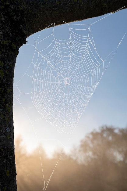 Una telaraña en un árbol en el bosque