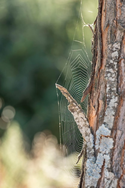 Una telaraña en un árbol en el bosque