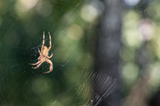 Telaraña en el bosque de Asia central.