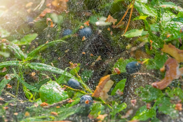 Telaraña en el bosque una telaraña en un arbusto de arándanos maduros una araña atrapa insectos en primer plano