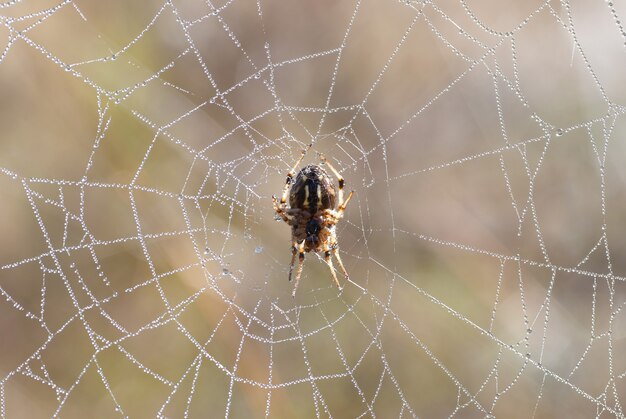 Telaraña con brillantes gotas de agua