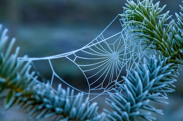 Telaraña congelada