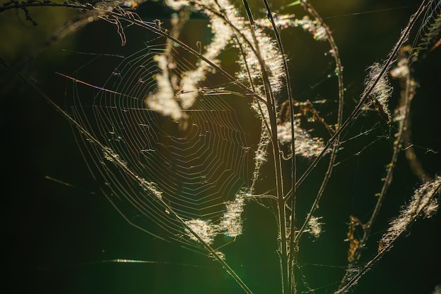 Telaraña en contraluz con retazos de lana de oveja