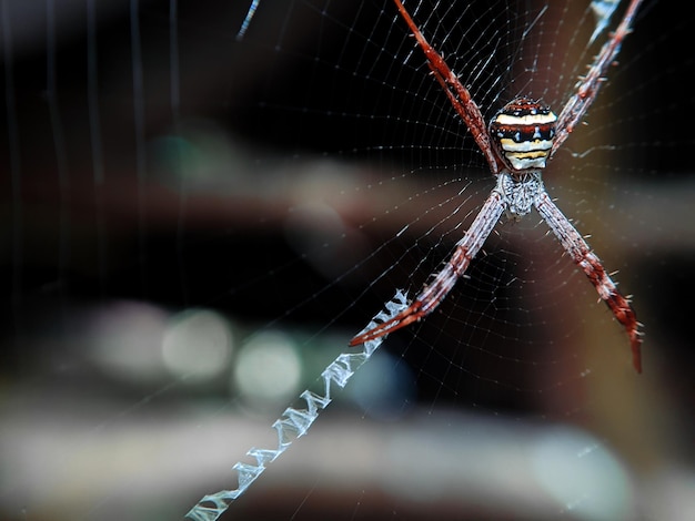 Foto una telaraña está cubierta por una telaraña.