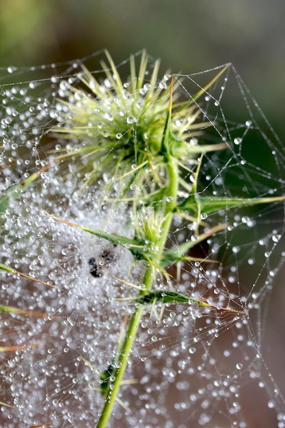 Telaraña en espina