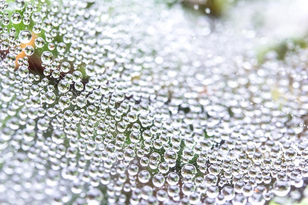 Telaraña en fondo de gotas de rocío y textura Foco de selección