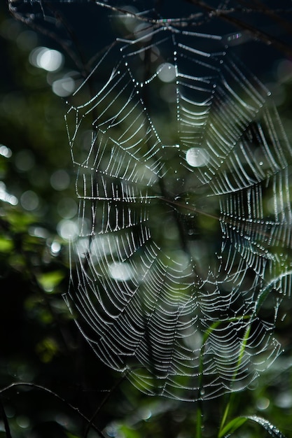 Telaraña fuera de las gotas de lluvia amanecer sol resplandor telón de fondo