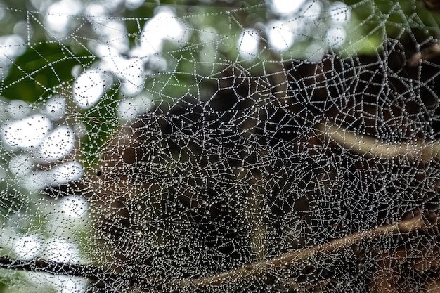 Telaraña con gotas de agua en un bosque