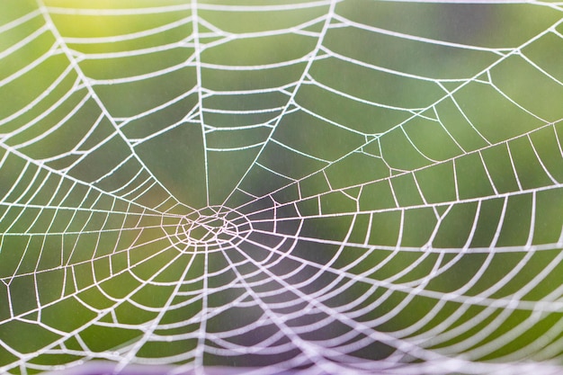 Telaraña con gotas de lluvia sobre fondo borroso; de cerca.