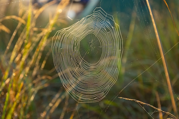 Telaraña con gotas de rocío, herida por una fría mañana brumosa. Enfoque selectivo.