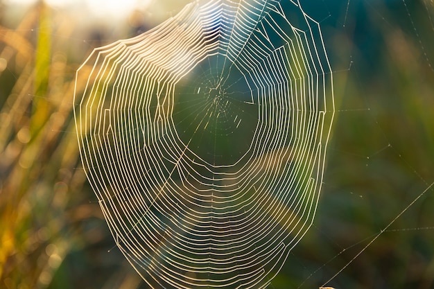 Telaraña con gotas de rocío, herida por una fría mañana brumosa. Enfoque selectivo.