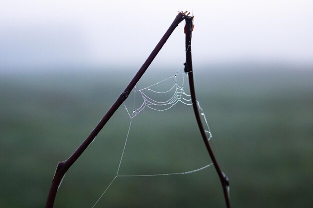 Foto telaraña con gotas de rocío en las ramas de los árboles