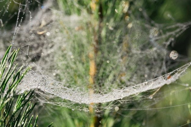 Telaraña en gotas de rocío