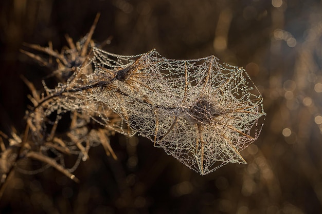 Telaraña con gotas de rocío