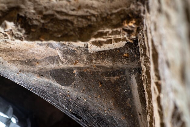 Telaraña gruesa grande en una ventana vieja