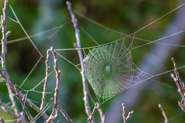 Telaraña en el jardín en una mañana de otoño