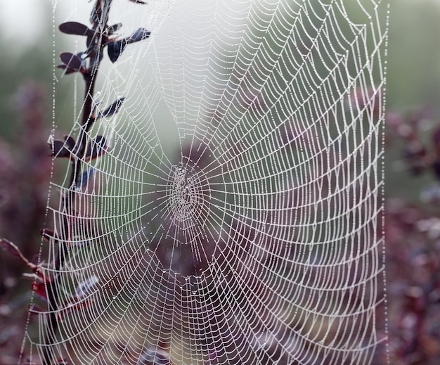 Telaraña en la mañana brumosa