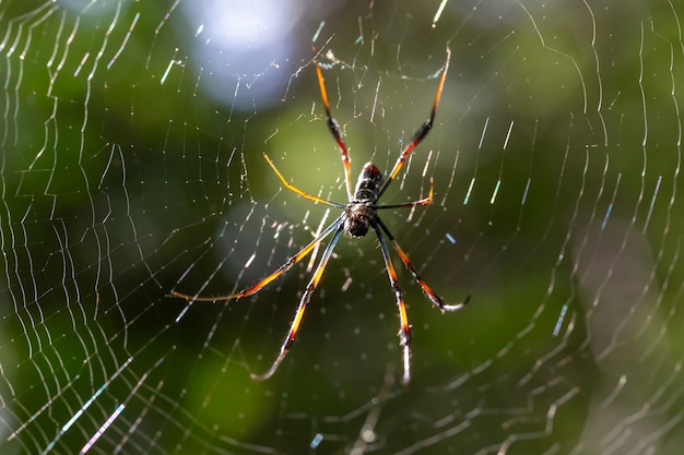 Telaraña en la naturaleza de cerca