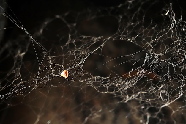 Telaraña en la naturaleza Fondo de la naturaleza