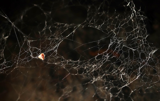 Telaraña en la naturaleza Fondo de la naturaleza