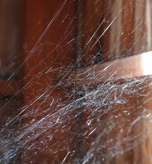 Telaraña o tela de araña en la pared de madera del fondo de la textura en casa de madera tailandesa