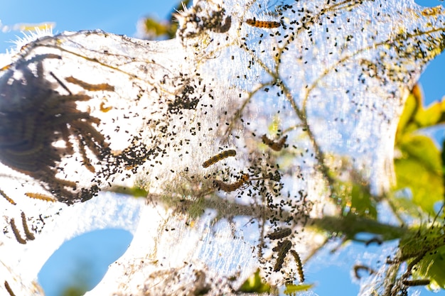 Telaraña con orugas comen árbol