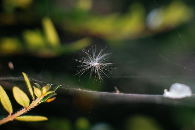 Telaraña polvorienta en el bosque