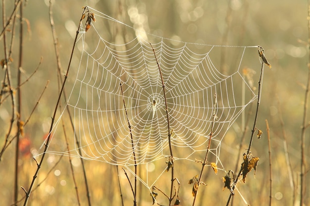 Telaraña en una pradera durante el amanecer