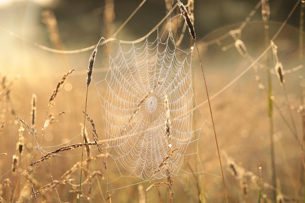 Telaraña en una pradera durante el amanecer