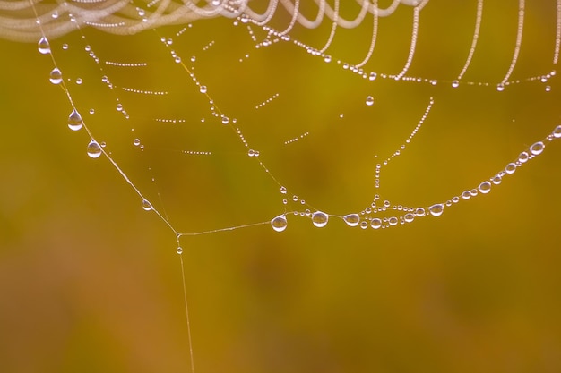 Telaraña en un prado al amanecer.