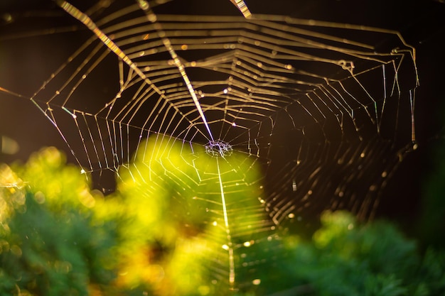 Telaraña en una rama en el jardín bajo la luz del sol