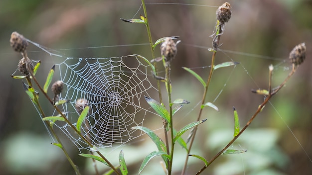 Telaraña reluciente con gotas de agua del rocío otoñal