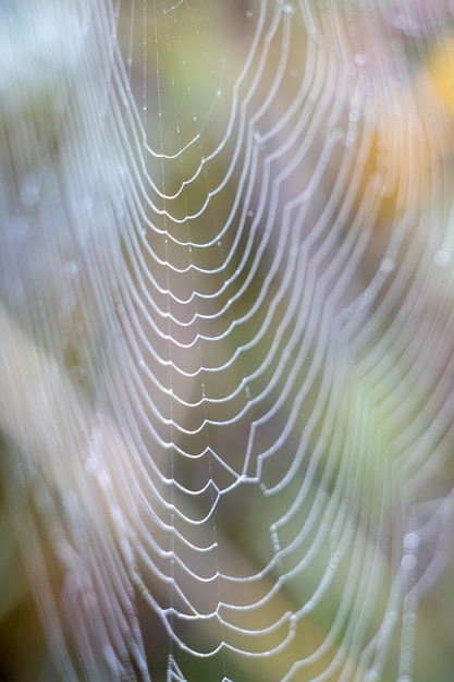 Telaraña reluciente con gotas de agua del rocío