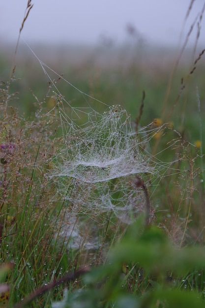 Telaraña en el rocío temprano en la mañana entre amarillo y verde sobre un fondo bokeh borrosa. Telaraña con gotas de agua en la naturaleza. Enfoque selectivo, marco vertical.