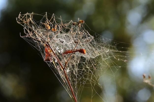 Foto telaraña sobre el arbusto