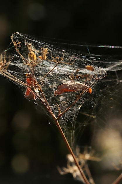 Telaraña sobre el arbusto