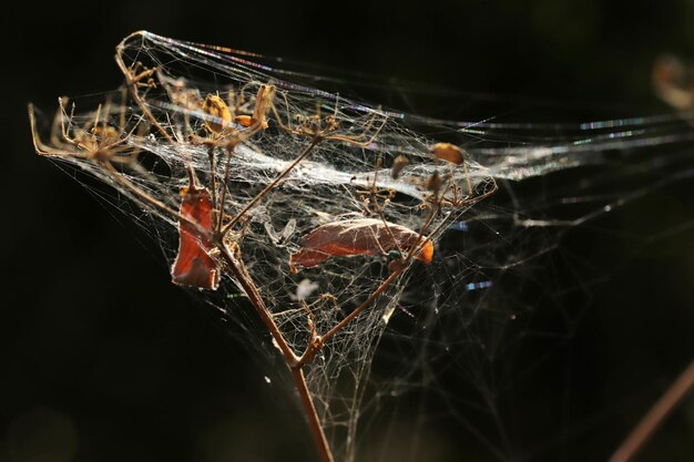 Telaraña sobre el arbusto