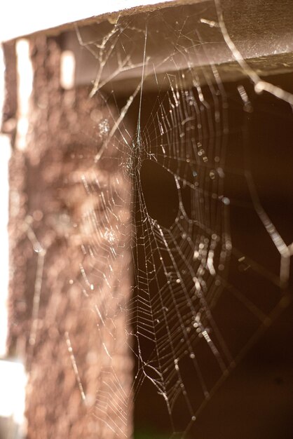 Telaraña sobre fondo marrón de cerca