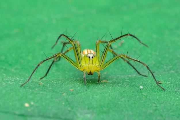 Telaraña sobre fondo negro