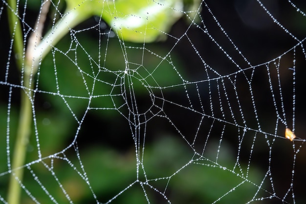 Telaraña, telaraña con gota de agua.