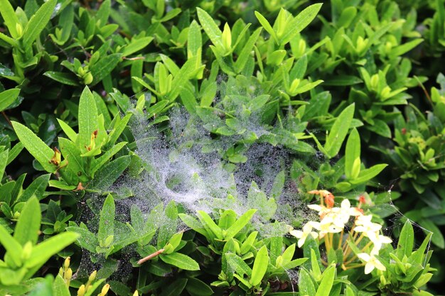 Foto una telaraña con una telaraña en el medio.