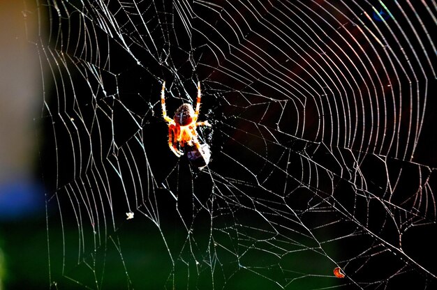 Foto la telaraña en la telaraña