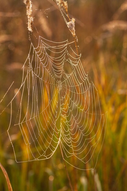 La telaraña telaraña