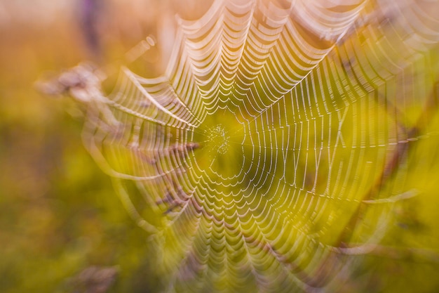 La telaraña telaraña