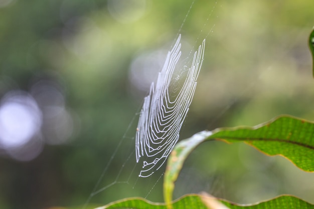 Telaraña